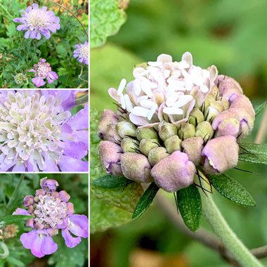 Scabiosa caucasica