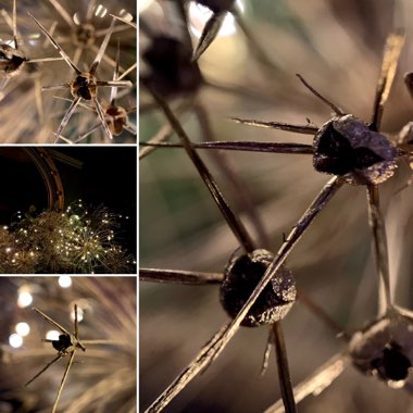 Allium