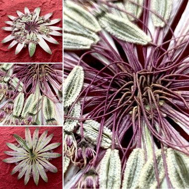 Astrantia 'Sparkling Stars Red' (Sparkling Stars Series)