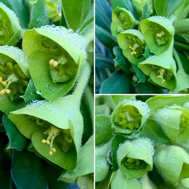 Euphorbia characias subsp. wulfenii syn. Euphorbia wulfenii