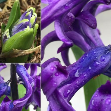 Hyacinthus orientalis 'Blue Jacket'
