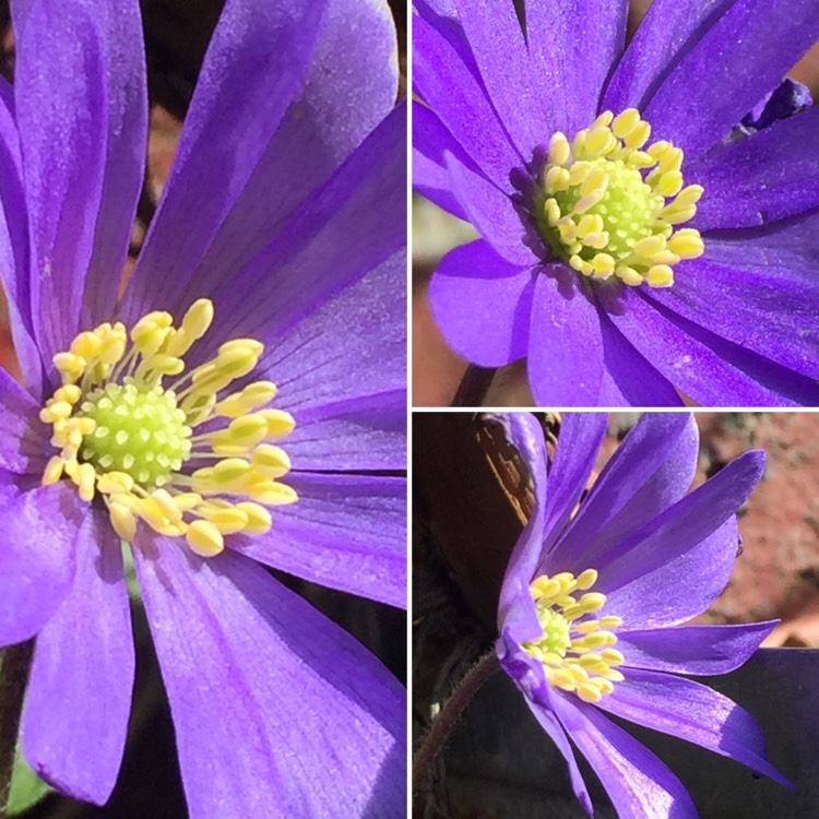 Plant image Anemone blanda 'Blue Shades'