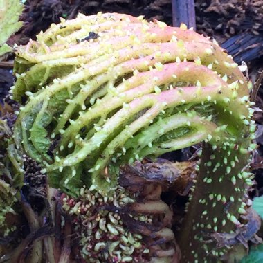Gunnera magnifica
