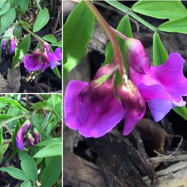 Lathyrus Vernus