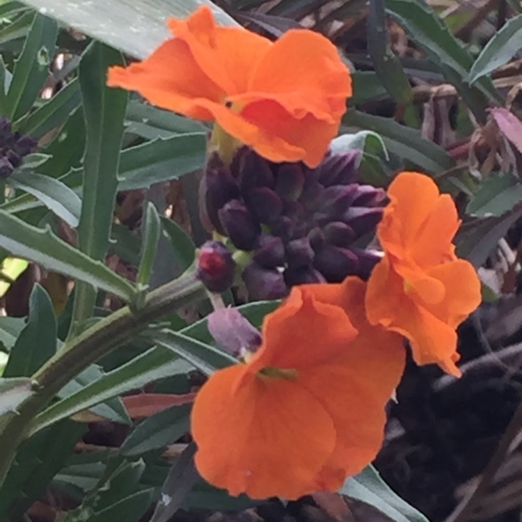 plant image 974412