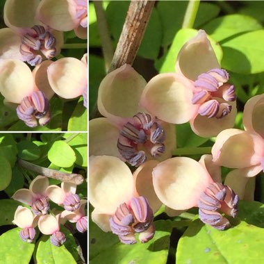 Akebia quinata