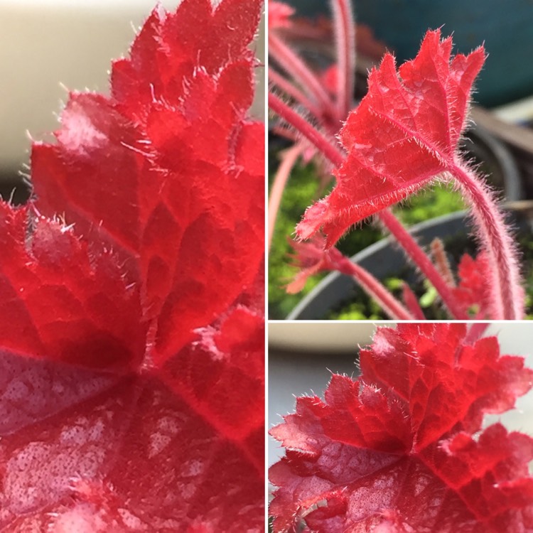 Plant image Heuchera 'Fire Chief'