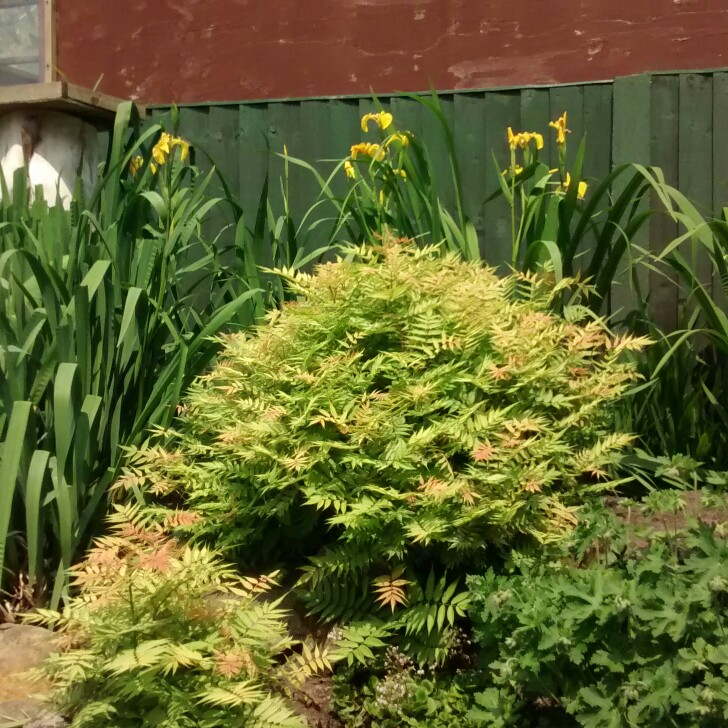 Neil's garden