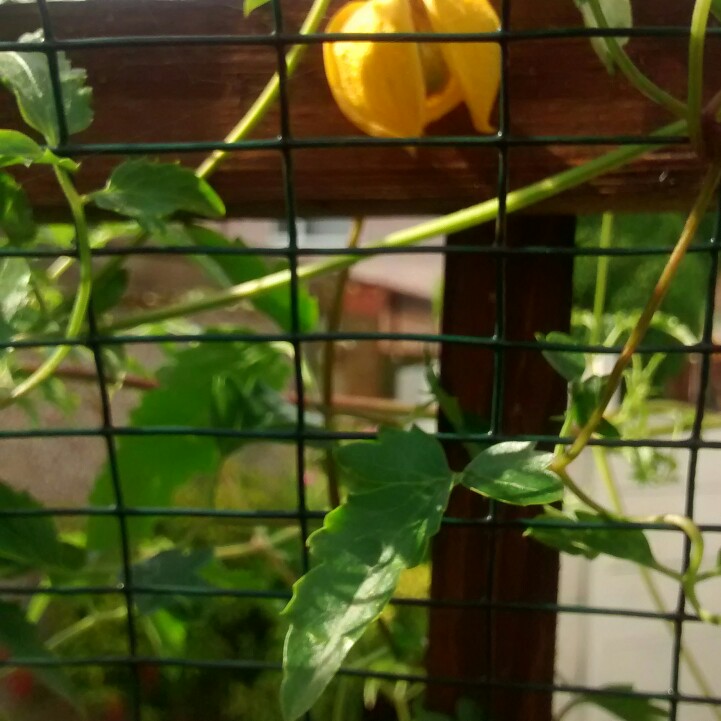 Neil's garden
