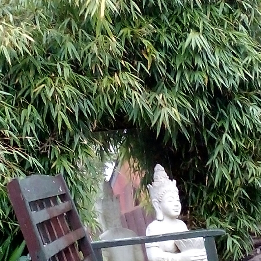 Neil's garden