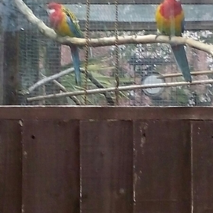 Neil's garden