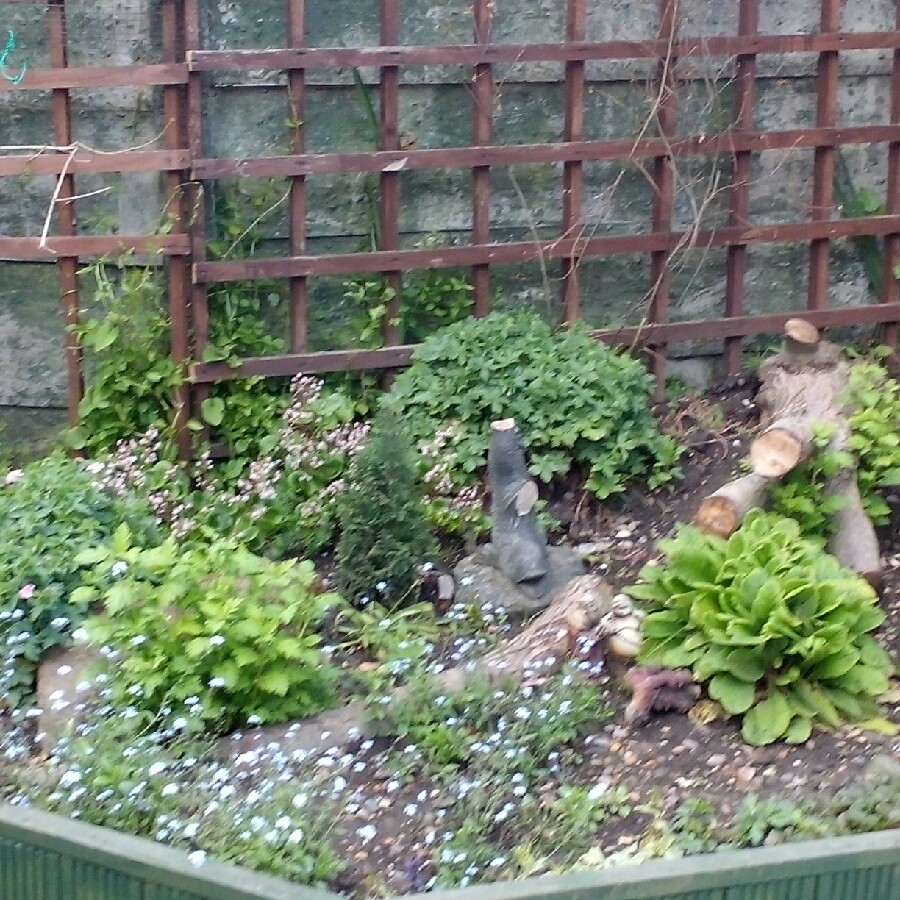 Neil's garden