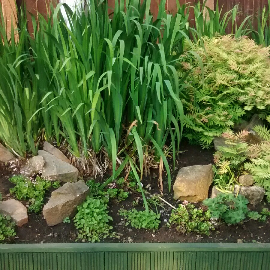Neil's garden