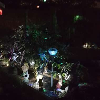 Ken's garden