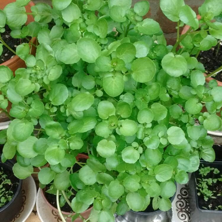 Plant image Nasturtium officinale
