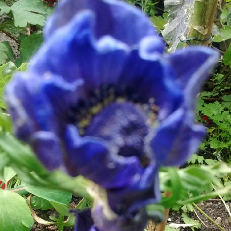 plant image 434973