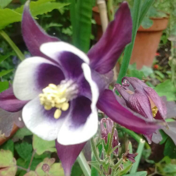 Plant image Aquilegia 'Crimson Star'