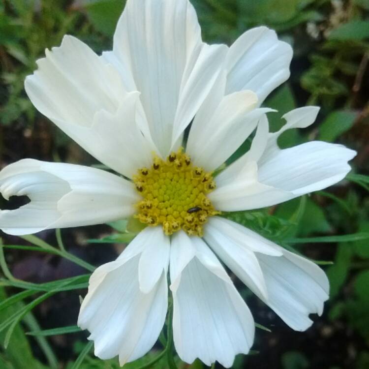 Plant image Cosmos Bipinnatus 'Sonata White'