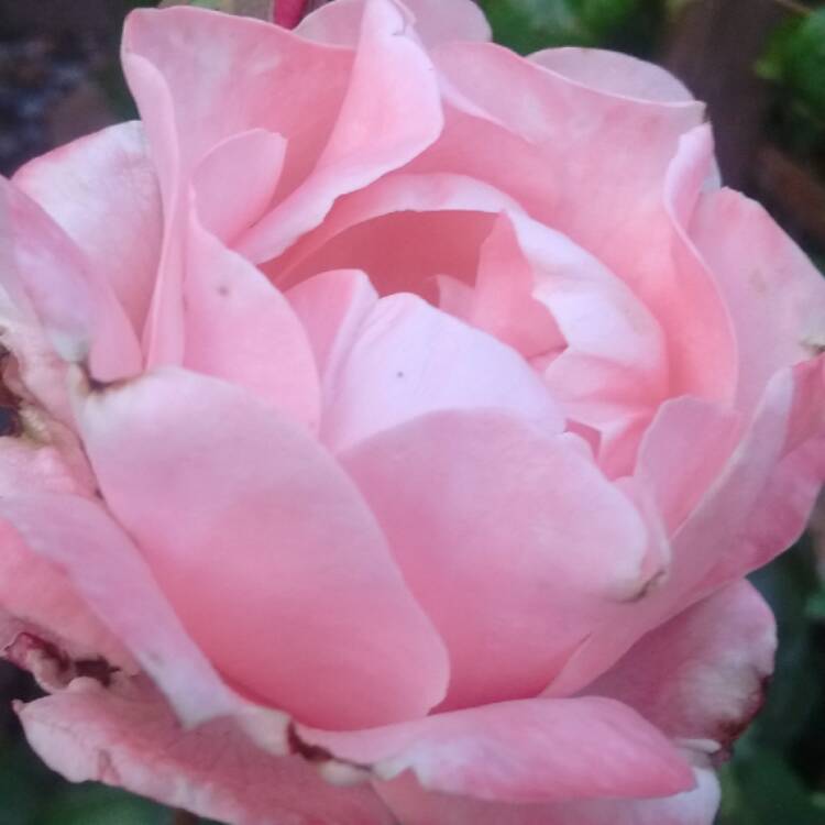 Plant image Rosa 'Queen Elizabeth'