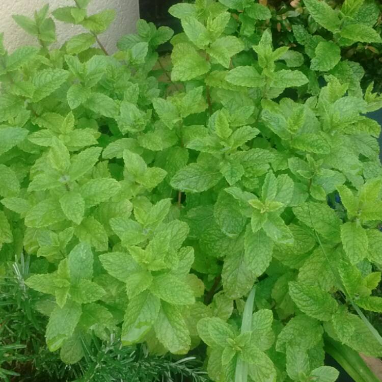 Plant image Mentha