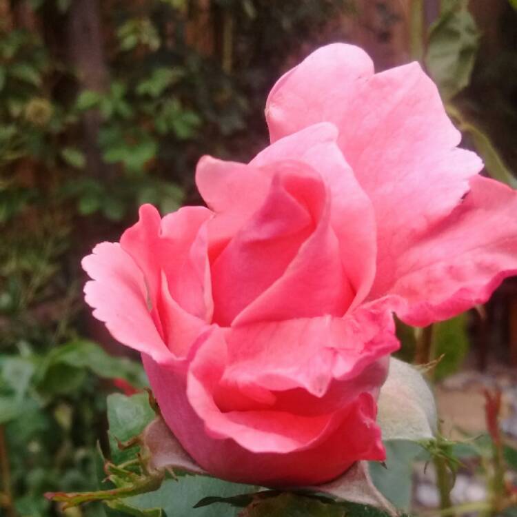 Plant image Rosa 'Queen Elizabeth'