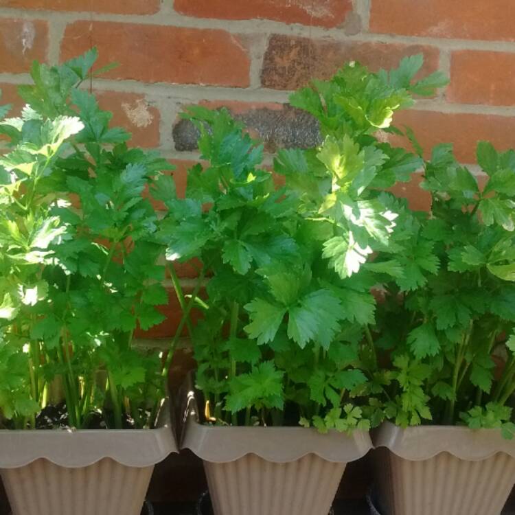 Plant image Apium graveolens