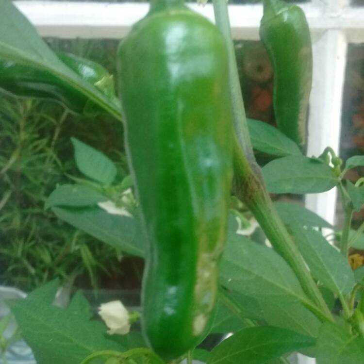 plant image 480194