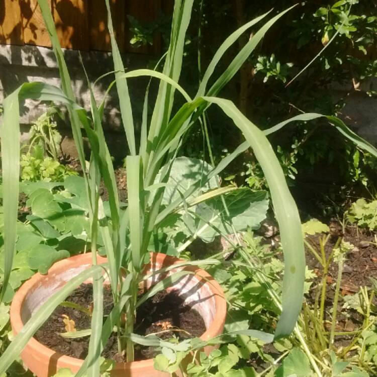 Plant image Cymbopogon citratus