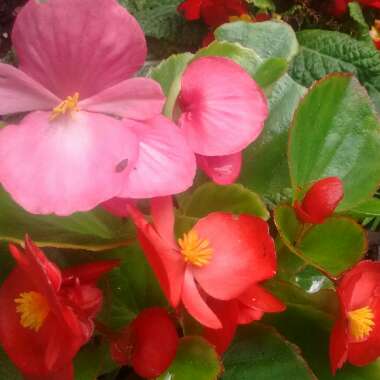 Teng's garden