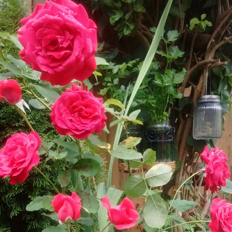 plant image 493862