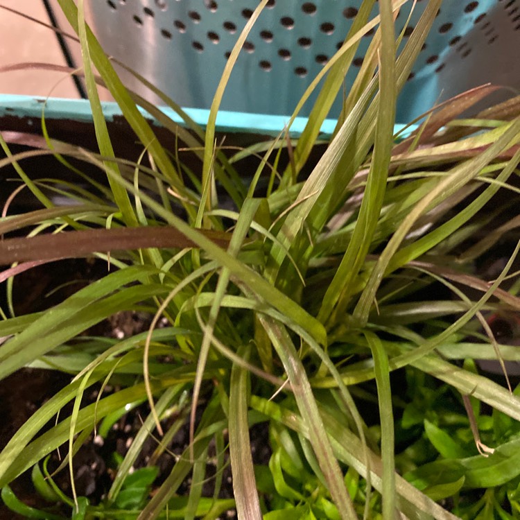 Plant image Pennisetum setaceum 'Eaton Canyon'