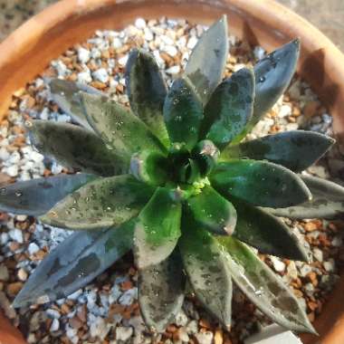 Echeveria 'Black Knight'