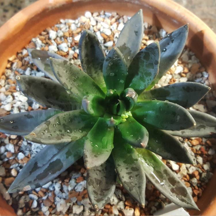 plant image 378830