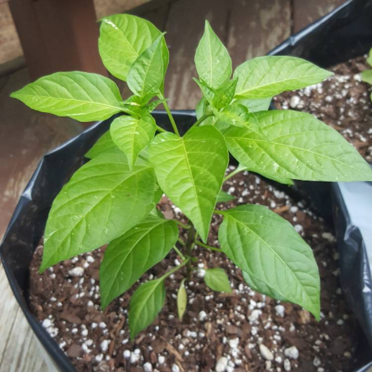plant image 382289