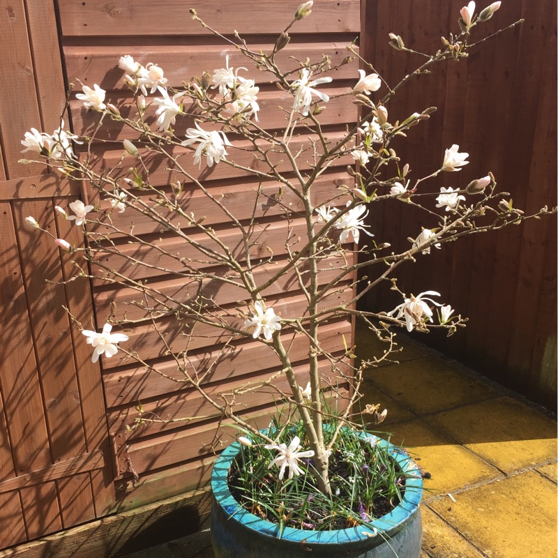 Plant image Magnolia stellata 'Rosea'