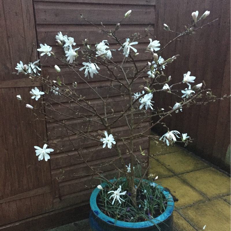 Plant image Magnolia stellata 'Rosea'