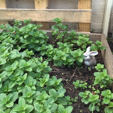 Elizabeth's garden