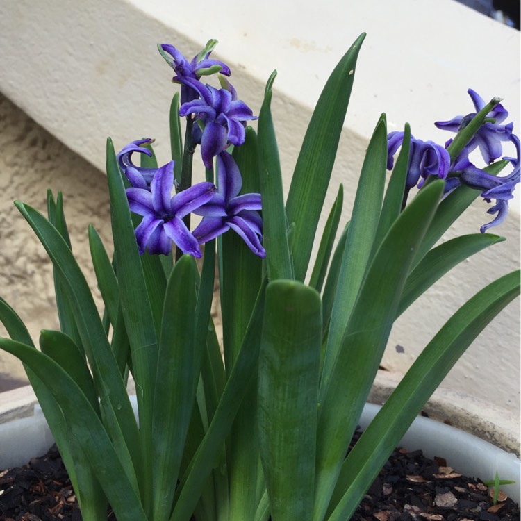 Plant image Hyacinthus orientalis 'Blue Jacket'