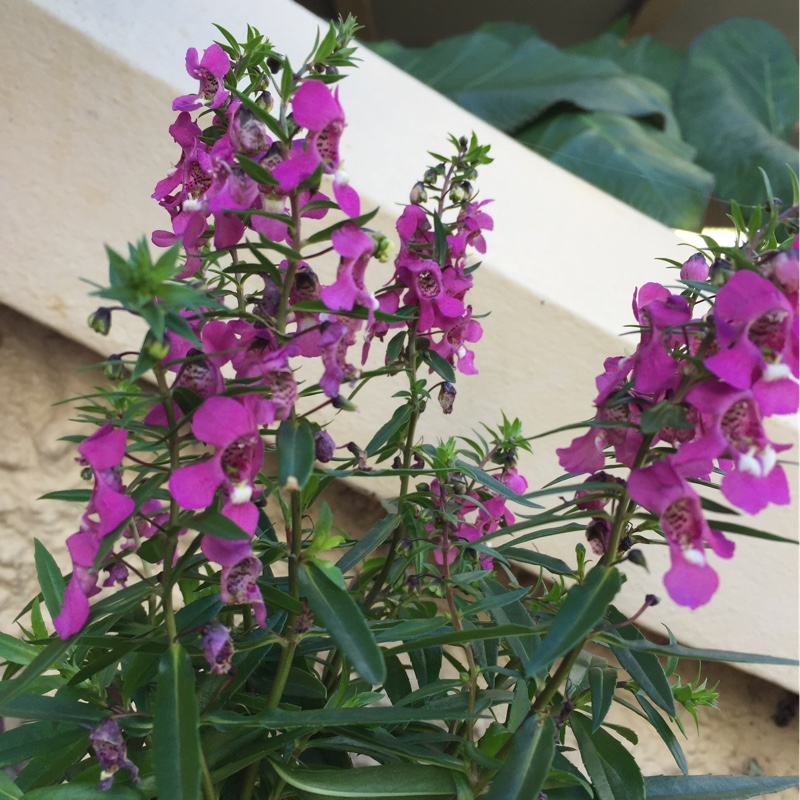 Plant image Angelonia