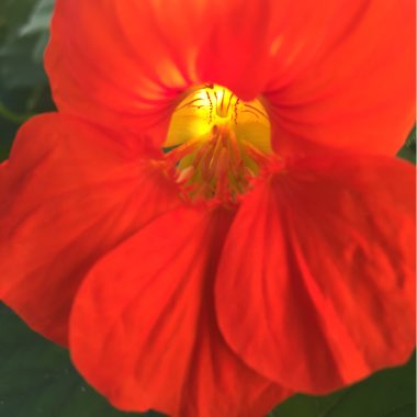 Elizabeth's garden