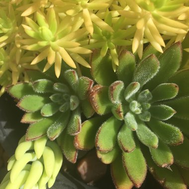 Elizabeth's garden