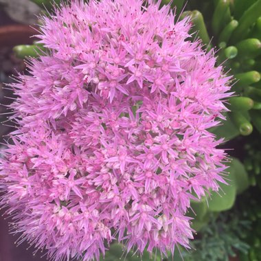 Elizabeth's garden