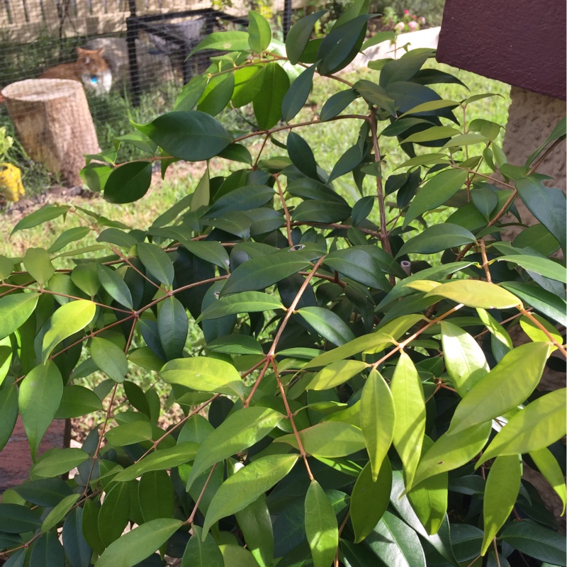 Plant image Syzygium 'Cascade'