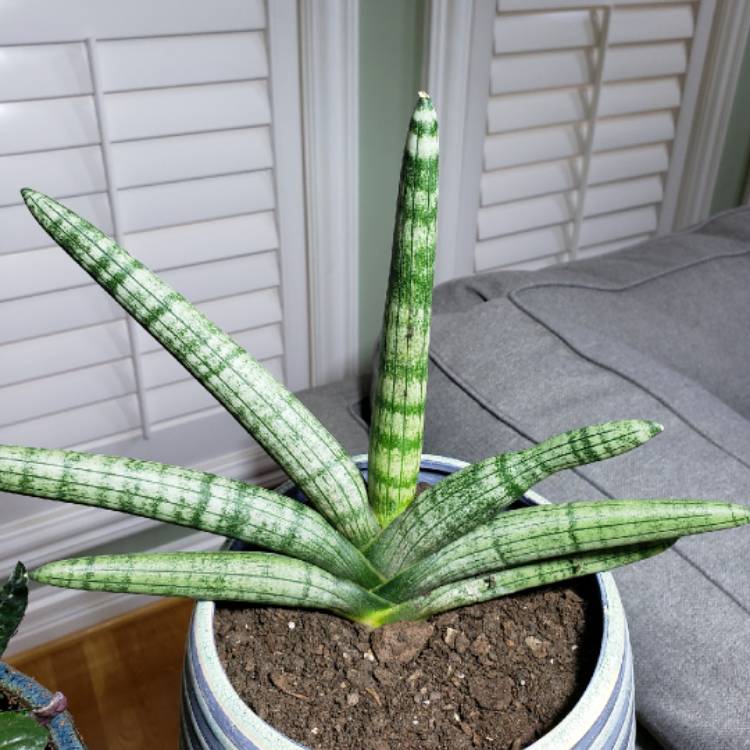 plant image 1234928