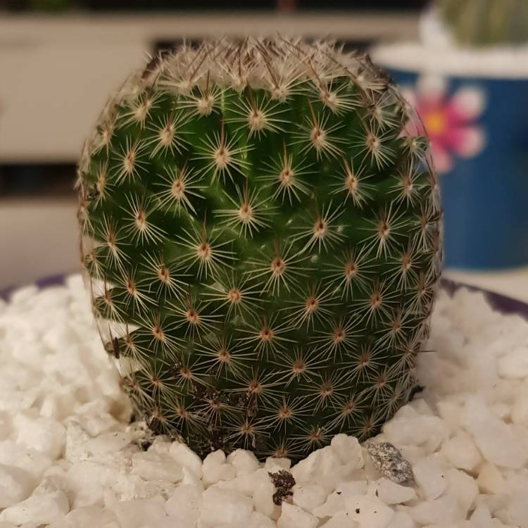 Plant image Mammillaria matudae