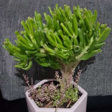 Crassula Ovata 'Ogre Ears'