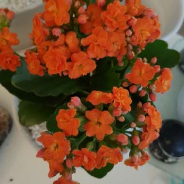 Kalanchoe 'Blossfeldiana'