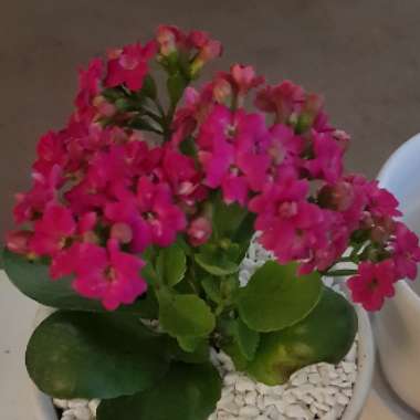 Kalanchoe 'Blossfeldiana'