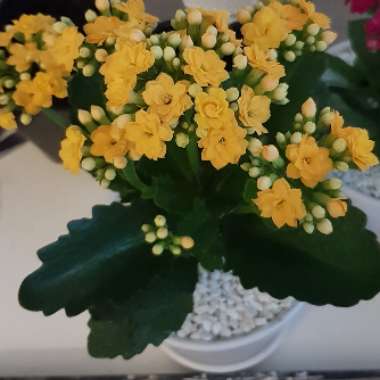 Kalanchoe 'Blossfeldiana'