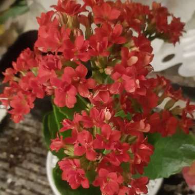 Kalanchoe 'Blossfeldiana'